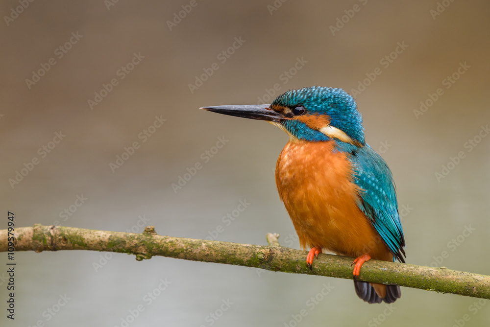 Eurasian Kingfisher (Albedo at this) perching on a branch. Eurasian Kingfisher (Albedo at this) perching on a branch.