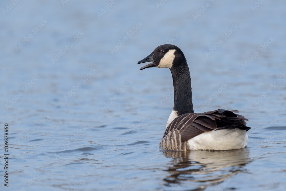 Canada Goose (Branta canadensis) swimming in a lake. Canada Goose (Branta canadensis) swimming in a lake.
