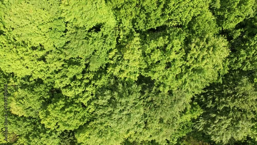 Top view of green forest with camera moving up Top view of green forest with camera moving up
