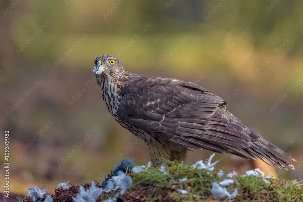 Fototapeta premium Goshawk (Accipiter gentilis) plucking the feathers from its prey.