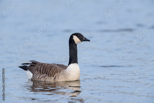 Canada Goose (Branta canadensis) swimming in a lake.