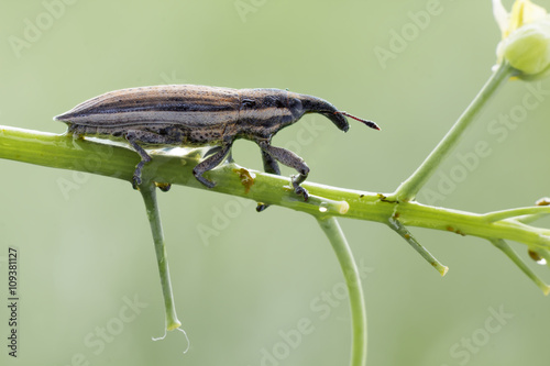 Lixus (Compsolixus) anguinus