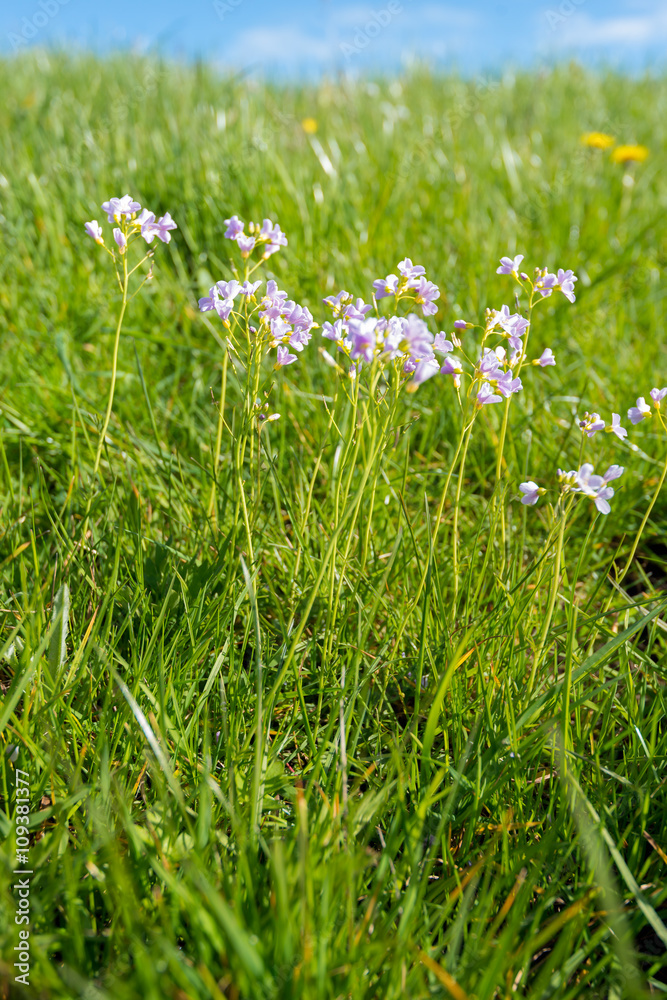 Fototapeta premium Budding, blossoming and overblown cuckooflower plants