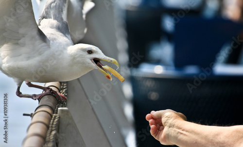 gabbiano affamato al porto di Seattle