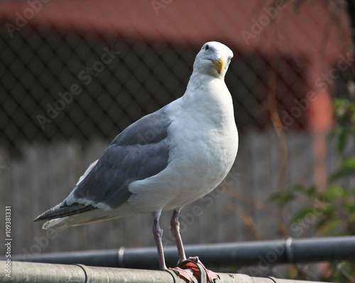 sguardo di un gabbiano al porto