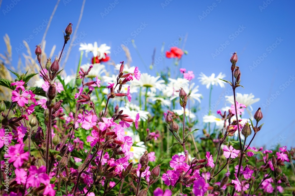 Blühende Wildblumen im Sonnenschein, blauer Himmel Blühende Wildblumen im Sonnenschein, blauer Himmel