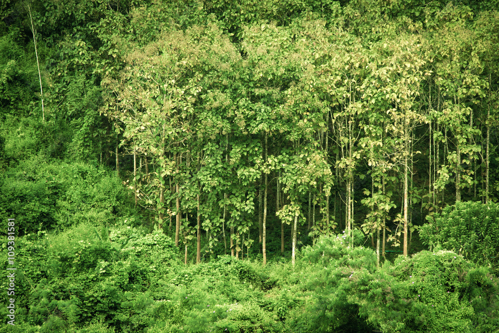 Tropical forest