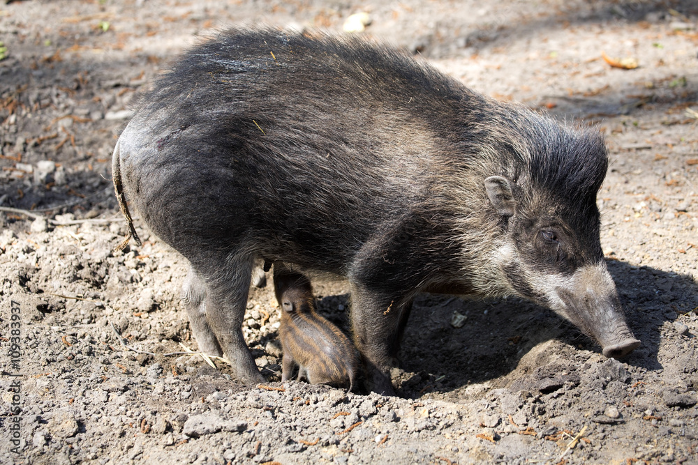 Visayan warty pig, Sus cebifrons negrinus, sow with cub Visayan warty pig, Sus cebifrons negrinus, sow with cub