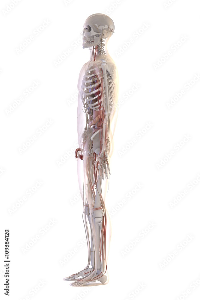 3d renderings of human anatomy