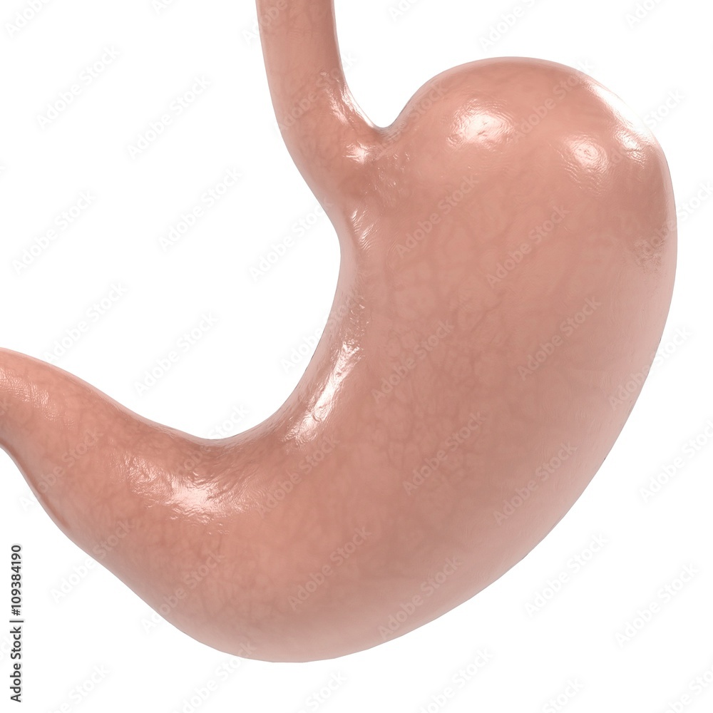 Fototapeta premium 3d renderings of human stomach