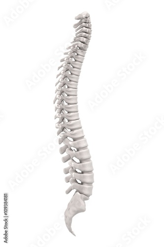 3d renderings of spinal cord photo