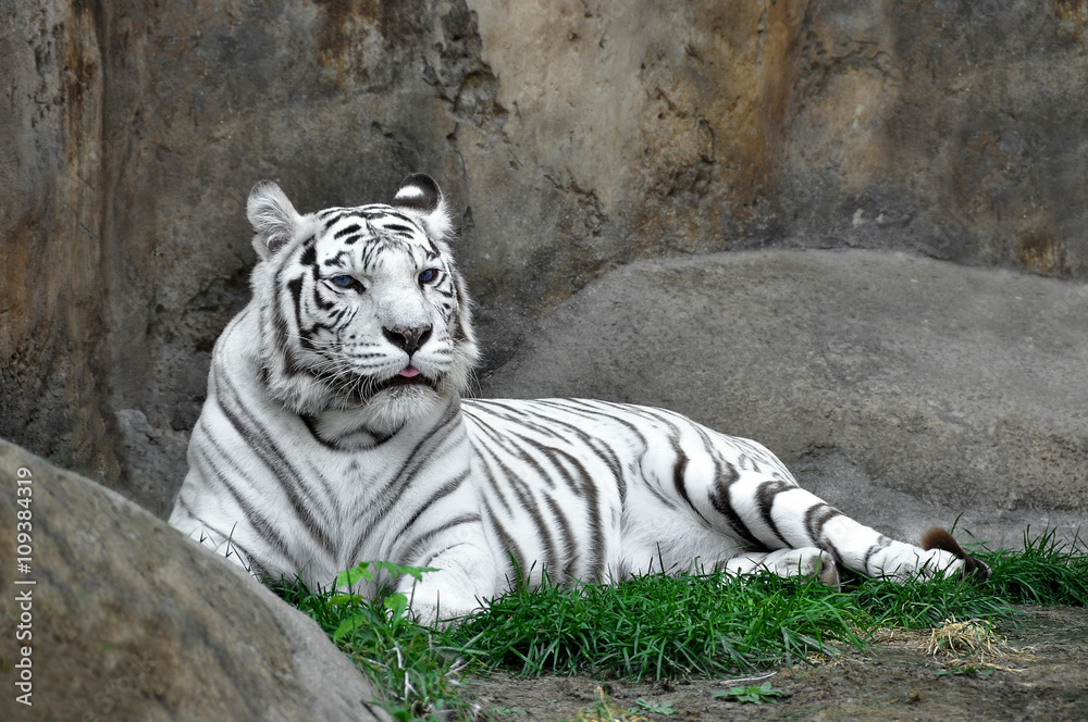Naklejka premium Bengal white tiger is a rare subspecies of tiger. 