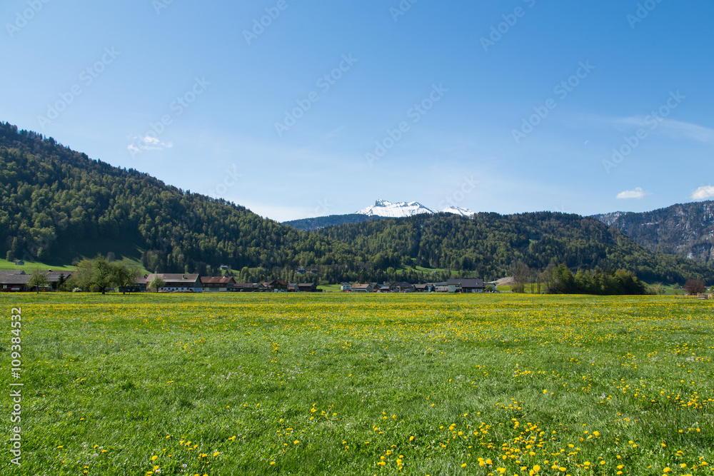 Löwenzahnblüte im Bregenzerwald