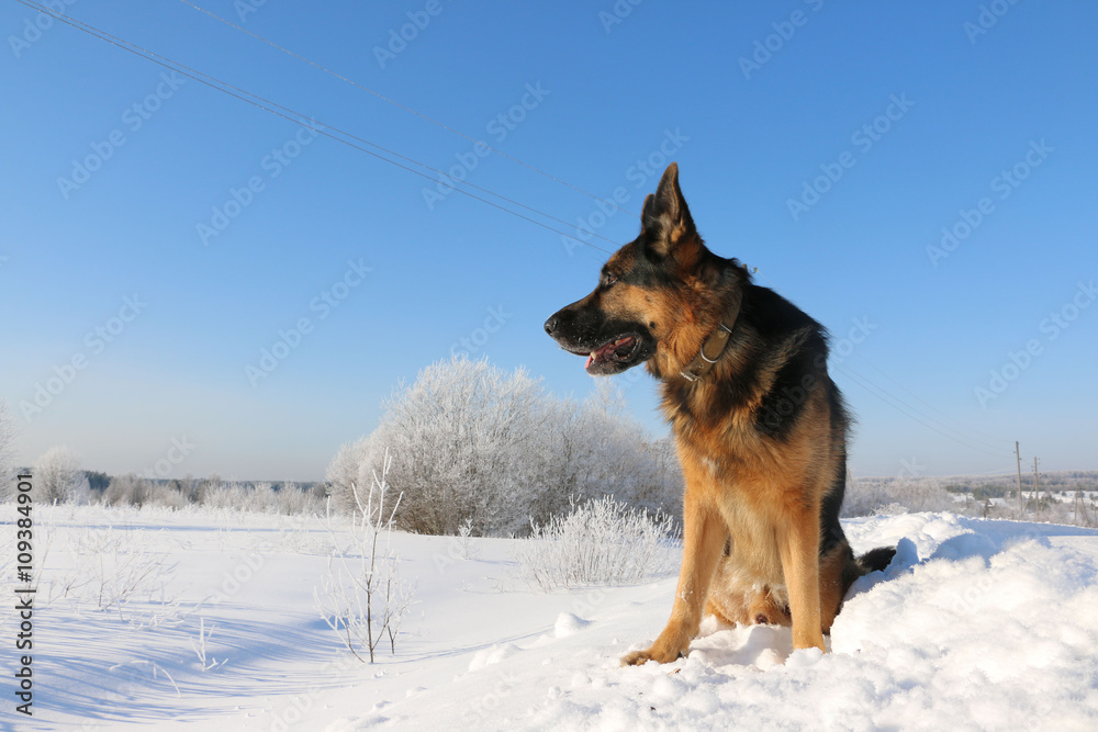 German shepherd dog on snow in winter day German shepherd dog on snow in winter day