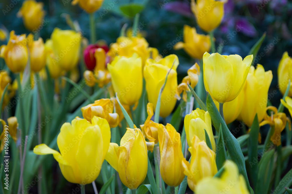 Fototapeta premium Colorful tulips