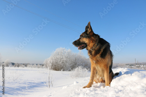 German shepherd dog on snow in winter day