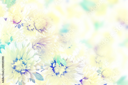 abstract background of flowers dahlias