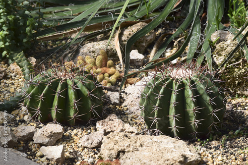 Kugelkaktus - Echinocereus coccineus photo