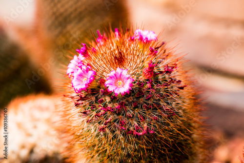 Flower of Melocactus sp. photo