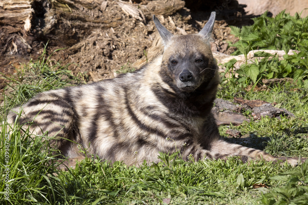 Obraz premium Striped Hyaena, Hyaena Hyaena sultana, a smaller species