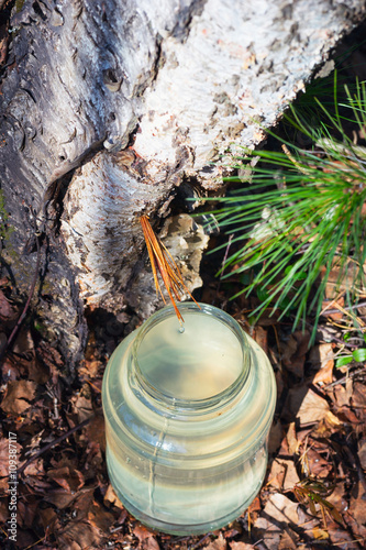 Birch SAP dripping into the jar . Sibir ,Yugra.