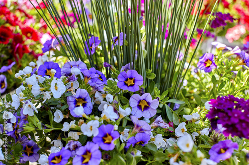 Fototapeta Naklejka Na Ścianę i Meble -  Landscaping Floral Arrangment with Assorted Flowers
