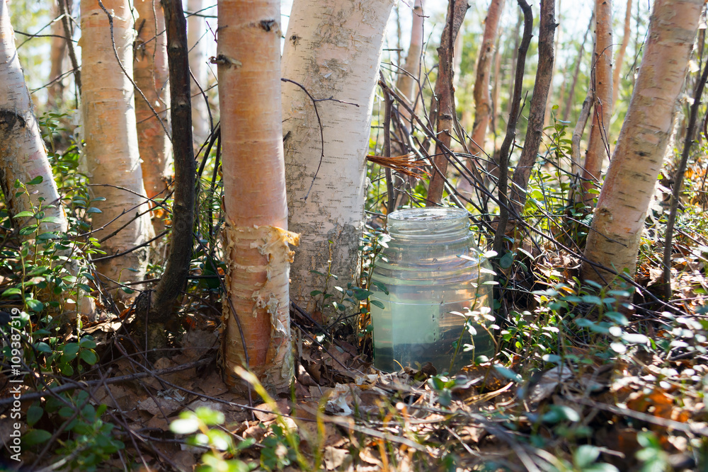 Fototapeta premium Birch SAP dripping into the jar . Sibir ,Yugra.