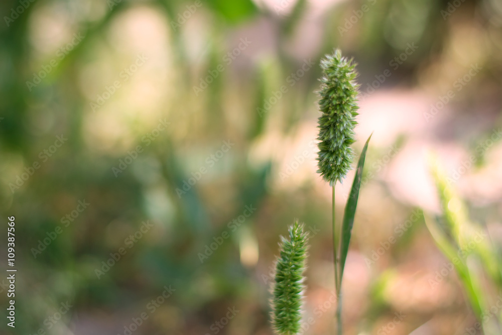 Obraz premium Timothy grass