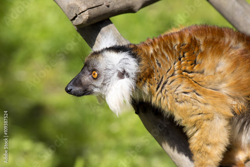 Fényképezés female Black lemur, Eulemur m. macaco