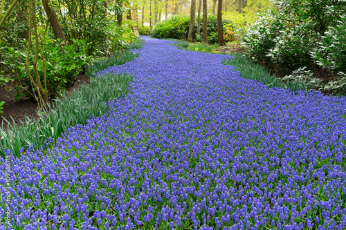 bluebell flowers river photo