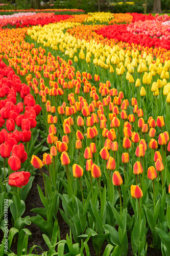 Rows of tulip flowers