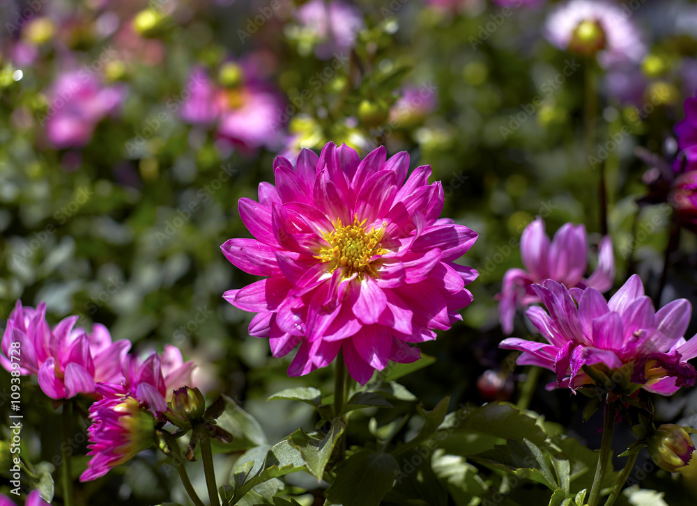 Obraz premium Pink Dahlia in a Garden