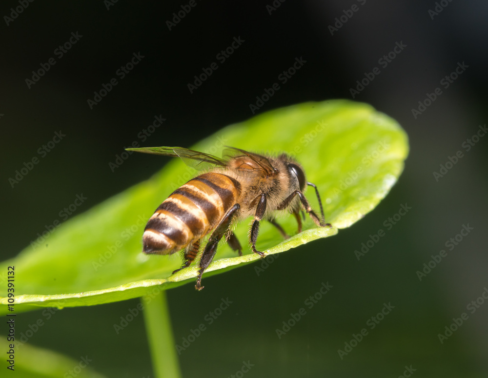 bee bee