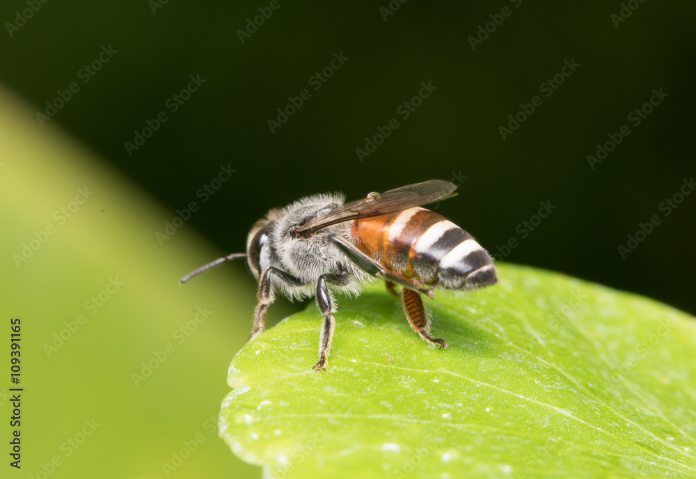 Fototapeta premium bee