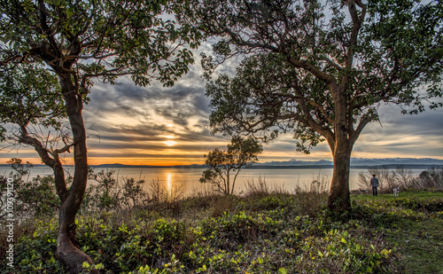 A Man and his Dogs Pause to take in the Setting Sun and Coastline while on their Evening Walk in Seattle, Washington