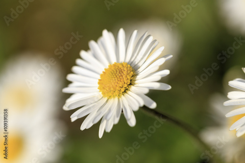 Daisy flower