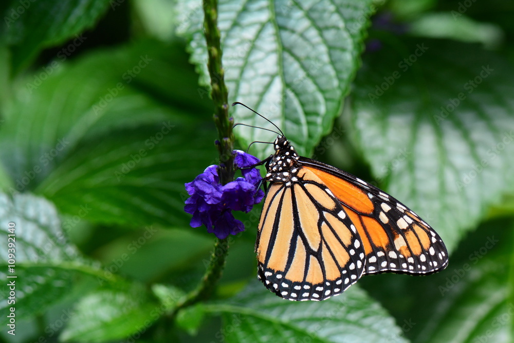 The Monarch butterfly lands on a flower in the gardens. The Monarch butterfly lands on a flower in the gardens.