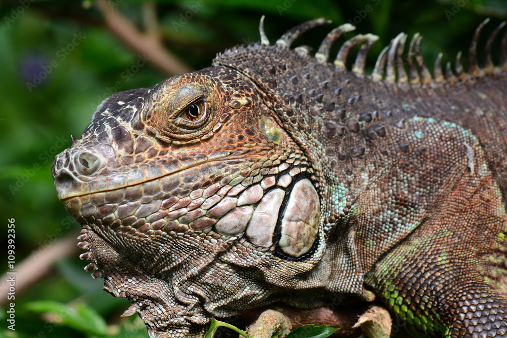 An iguana grabs some sun in the gardens and poses for its portrait.