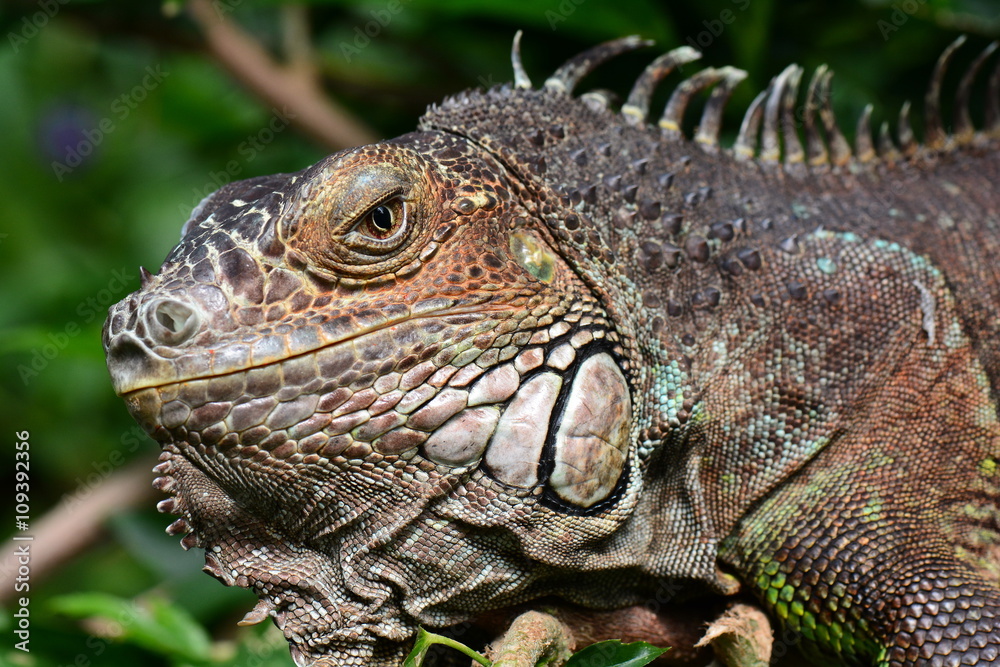 Fototapeta premium An iguana grabs some sun in the gardens and poses for its portrait.