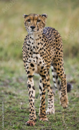 Cheetah in the savanna. Close-up. Kenya. Tanzania. Africa. National Park. Serengeti. Maasai Mara. An excellent illustration.