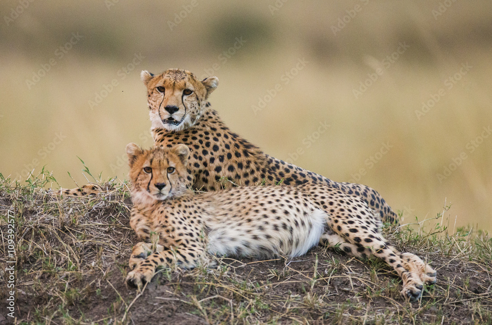 Two cheetah in the savanna. Kenya. Tanzania. Africa. National Park. Serengeti. Maasai Mara. An excellent illustration. Two cheetah in the savanna. Kenya. Tanzania. Africa. National Park. Serengeti. Maasai Mara. An excellent illustration.