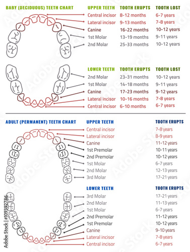 Human teeth infographic. Teeth Infographic