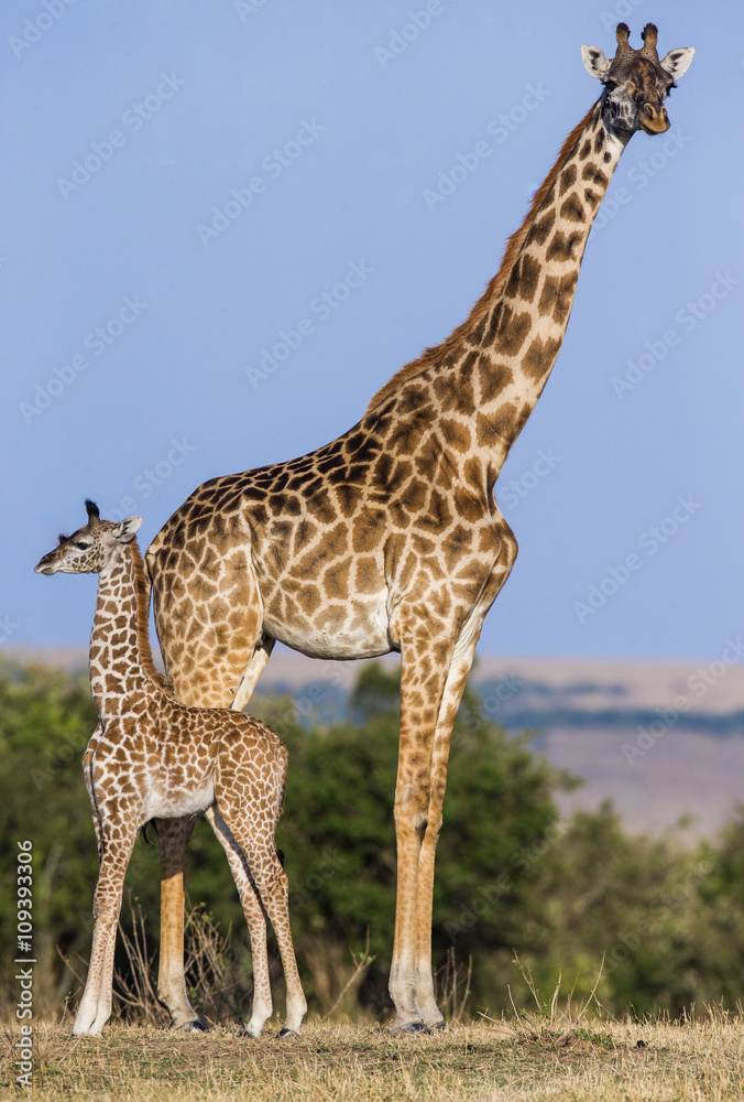 Obraz premium Female giraffe with a baby in the savannah. Kenya. Tanzania. East Africa. An excellent illustration.