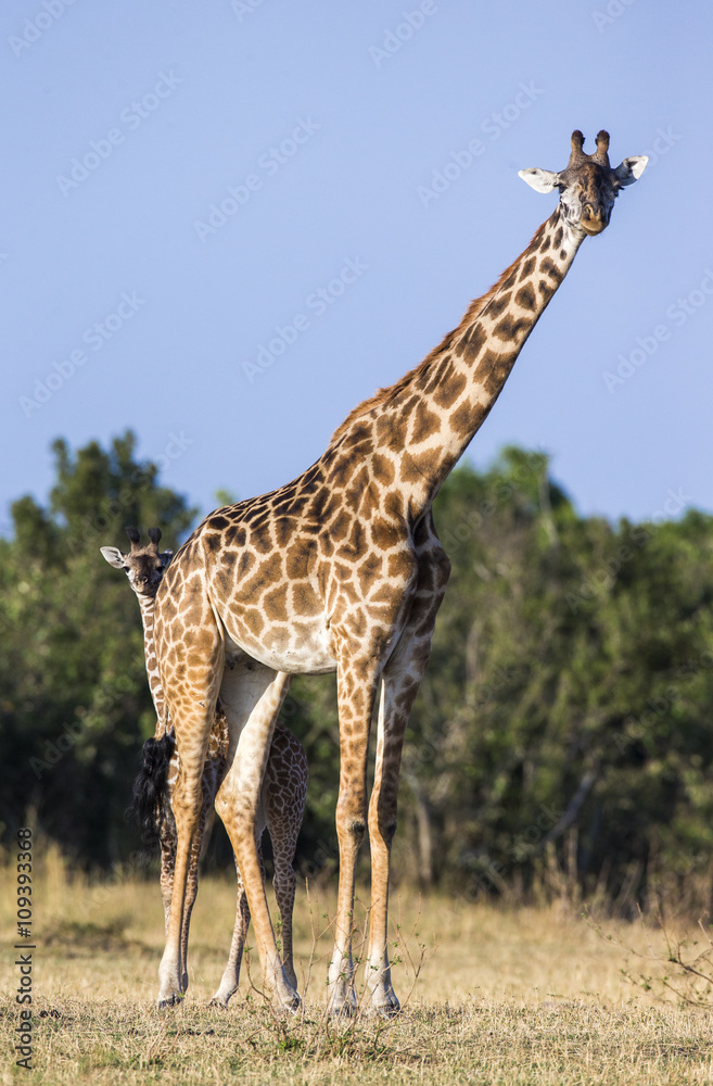 Obraz premium Female giraffe with a baby in the savannah. Kenya. Tanzania. East Africa. An excellent illustration.