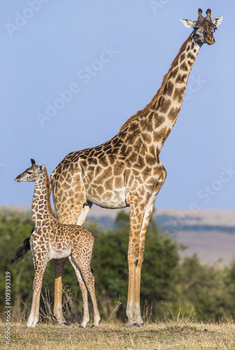 Female giraffe with a baby in the savannah. Kenya. Tanzania. East Africa. An excellent illustration.