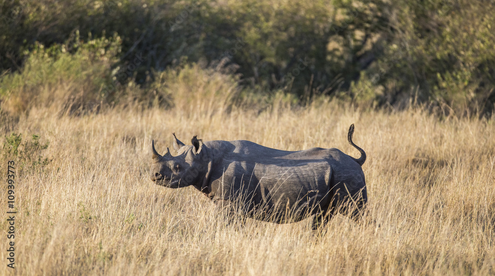 Rhinoceros in the savannah, Kenya. National Park. Africa. An excellent illustration.