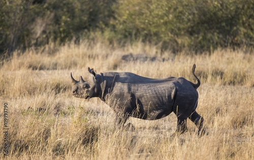 Rhinoceros in the savannah  Kenya. National Park. Africa. An excellent illustration.