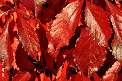 Rote Blätter im Herbst