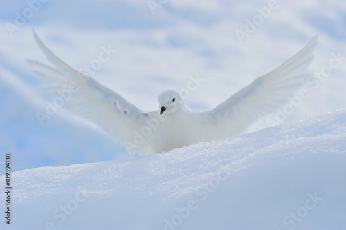 Snow petrel standing on the ice