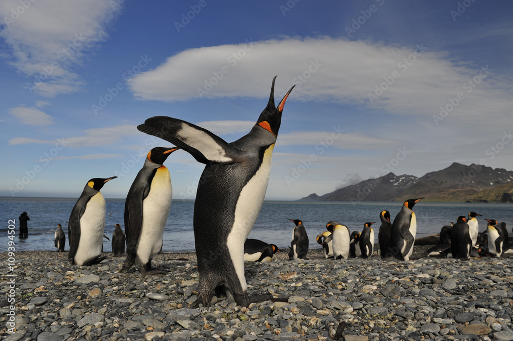 Fototapeta premium King penguin in South Georgia